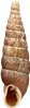 Clausilia pumilaKLUBBSPOLSNÄCKA12,5 × 3,5 mm
